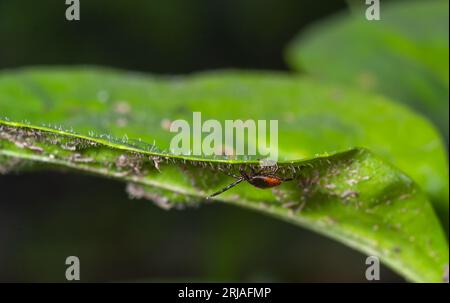 Tick de cerf sur fond de feuille verte. Ixodes ricinus. Gros plan d'acariens infectieux dangereux sur une texture naturelle avec une ligne diagonale. Il porte l'encephal Banque D'Images