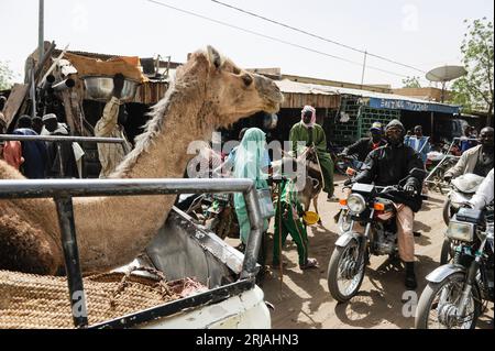 Zinder, NIGER, camel marché sur pick-up Peugeot / NIGER Zinder, Markt, Kamel auf Pick-up Banque D'Images