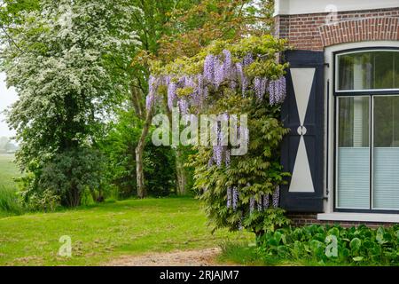 Wisteria arbre avec des fleurs violettes contre une maison néerlandaise traditionnelle. Fleurs naturelles Blue Rain Wisteria. Banque D'Images