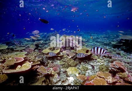 Croissance diverse de coraux du côté gauche de Ribbon Reef no. 3 (« marché aux poissons »), section nord de la Grande barrière de corail. Le damégoïste au premier plan Banque D'Images