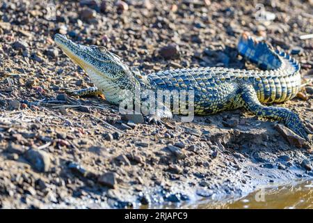 Un gros corcodile du nil (Crocodylus niloticus) dans le parc national Kruger, en Afrique du Sud. Banque D'Images