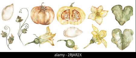 Ensemble de citrouilles dessinées à la main à l'aquarelle, feuilles de citrouille et graines clipart, illustration du cycle de vie des plantes, période de récolte, automne Banque D'Images