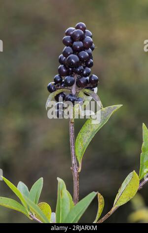 Liguster, Gewöhnlicher Liguster, Rainweide, Früchte, Beeren, Ligustrum vulgare, Wild Privet, Common Privet, European Privet, Privet, fruit, le troène Banque D'Images