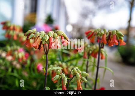 Fleurs de Kalanchoe Delagoensis, communément connues sous le nom de Chandelier Plant, mère des milliers ou épine dorsale du diable. Succulente pérenne hautement toxique Banque D'Images