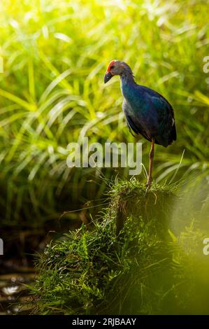 Swamphen à tête grise au parc de Baddegana Wetland, Sri Lanka Banque D'Images