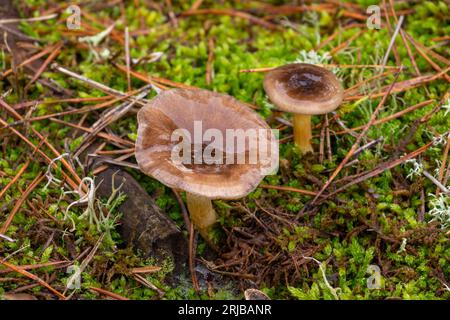 Hygrophorus olivaceoalbus ou chapeau de cire d'olive dans la forêt d'automne, gros plan, automne Banque D'Images