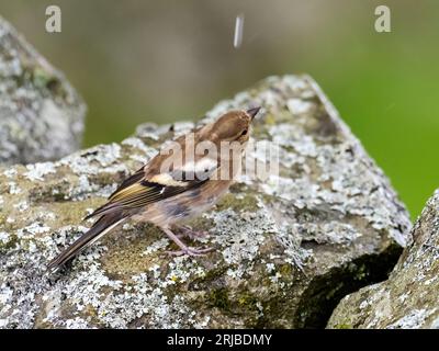 Une femelle Chaffinch, Fringilla coelebs à Austwick, yorkshire Dales UK. Banque D'Images