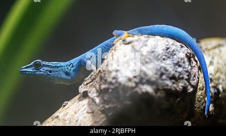 Vue rapprochée d'un gecko nain turquoise mâle (Lygodactylus williamsi) Banque D'Images