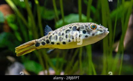 Vue rapprochée d'un poisson-macareux léopard (Tetraodon schoutedeni) Banque D'Images