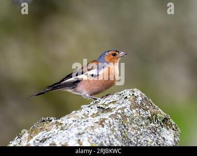 Un mâle Chaffinch, Fringilla coelebs à Austwick, Yorkshire Dales UK. Banque D'Images