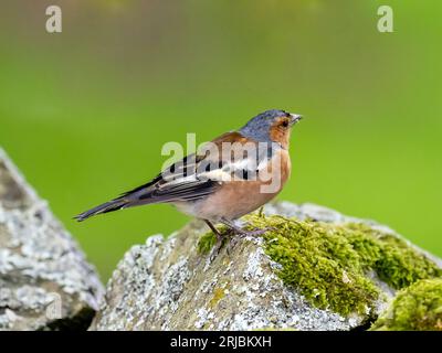 Un mâle Chaffinch, Fringilla coelebs à Austwick, Yorkshire Dales UK. Banque D'Images