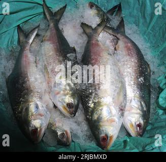 Chandpur poissmarket le plus grand marché de gros de poissons Hilsha au Bangladesh.Hilshas pêchés dans la rivière Meghna. Chandpur, Bangladesh. 22 août 2 Banque D'Images