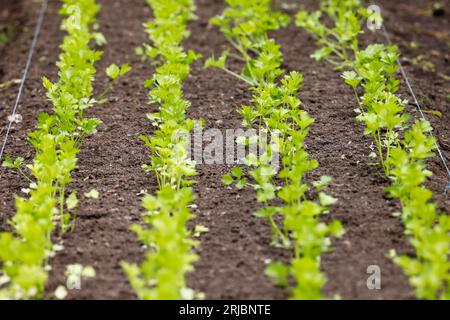 Légumes de carotte poussant dans une rangée dans le sol avec des feuilles vertes au-dessus du sol. Nourriture saine biologique cultivée maison. Irlande Banque D'Images