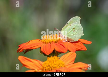 Le papillon en pierre à bec (Gonepteryx rhamni) sur tournesol orange mexicain (Tithonia rotundifolia 'Torch') fleurit dans un jardin en été, Angleterre, Royaume-Uni Banque D'Images