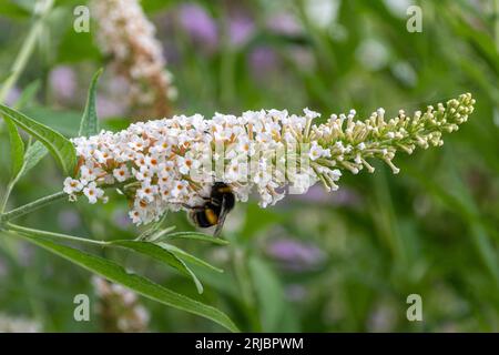 Buddleja davidii les Kneal (variété buddleia), connue sous le nom de buisson à papillons, en fleur en août ou en été, Royaume-Uni, avec un bourdon Banque D'Images