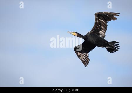 Les cormorans post-reproduction se disperseront dans un lit communal. Banque D'Images