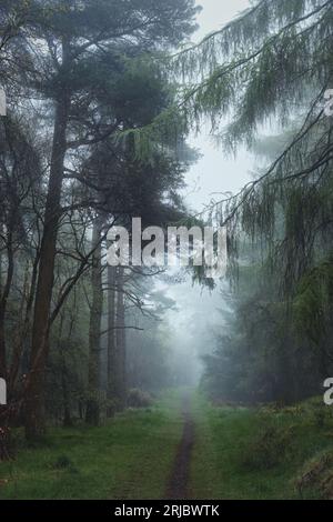 Une route vide à travers les arbres dans un brouillard de matin fort. Une ruelle dans le parc régional de Beecraigs, en Écosse. Photo de haute qualité Banque D'Images