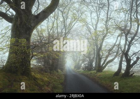 Une route vide à travers les arbres dans un brouillard de matin fort. Une ruelle dans le parc régional de Beecraigs, en Écosse. Photo de haute qualité Banque D'Images