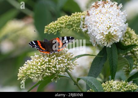 Papillon amiral rouge (Vanessa atalanta) nectaring sur les fleurs blanches de Buddleja davidii White Wings (variété Buddleia) connu sous le nom de buisson papillon, Royaume-Uni Banque D'Images