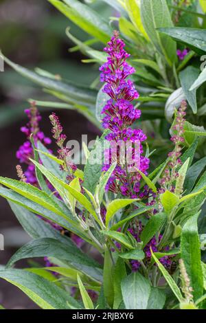 Buddleja Davidii Butterfly Towers (Buddleia variety butterfly tower), known as a butterfly bush, flowering in summer or August, England, UK Banque D'Images