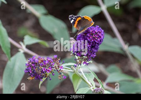 Papillon amiral rouge Vanessa atalanta nectaring sur Buddleja davidii Purple Friend fleurs (variété buddleia), connu comme un buisson de papillons, Angleterre, Royaume-Uni Banque D'Images