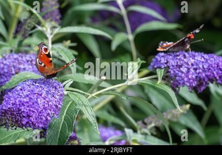 Paon et papillons amiraux rouges nectaring sur Buddleia davidii Buzz Lavande fleurs (variété Buddleja), connu comme un buisson de papillons, été, Royaume-Uni Banque D'Images