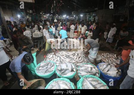 Dhaka, Bangladesh. 22 août 2023. Chandpur poissmarket le plus grand marché de gros de poissons Hilsha au Bangladesh.Hilshas pêchés dans la rivière Meghna. Chandpur, Bangladesh. 22 août 2023. Connu localement sous le nom d'Ilish, le poisson a été désigné comme le poisson national du Bangladesh. Hilsa, toujours une délicatesse particulière dans un ménage bengali est préparée de nombreuses façons différentes. On le trouve dans la baie du Bengale et Padma, Jamuna, Meghna, Karnafully et d'autres rivières côtières du Bangladesh. Photo de Habibur Rahman/ABACAPRESS.COM crédit : Abaca Press/Alamy Live News Banque D'Images