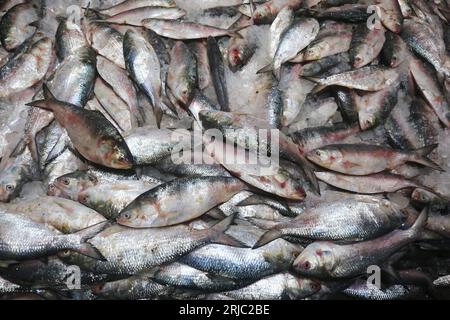 Dhaka, Bangladesh. 22 août 2023. Chandpur poissmarket le plus grand marché de gros de poissons Hilsha au Bangladesh.Hilshas pêchés dans la rivière Meghna. Chandpur, Bangladesh. 22 août 2023. Connu localement sous le nom d'Ilish, le poisson a été désigné comme le poisson national du Bangladesh. Hilsa, toujours une délicatesse particulière dans un ménage bengali est préparée de nombreuses façons différentes. On le trouve dans la baie du Bengale et Padma, Jamuna, Meghna, Karnafully et d'autres rivières côtières du Bangladesh. Photo de Habibur Rahman/ABACAPRESS.COM crédit : Abaca Press/Alamy Live News Banque D'Images