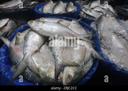 Dhaka, Bangladesh. 22 août 2023. Chandpur poissmarket le plus grand marché de gros de poissons Hilsha au Bangladesh.Hilshas pêchés dans la rivière Meghna. Chandpur, Bangladesh. 22 août 2023. Connu localement sous le nom d'Ilish, le poisson a été désigné comme le poisson national du Bangladesh. Hilsa, toujours une délicatesse particulière dans un ménage bengali est préparée de nombreuses façons différentes. On le trouve dans la baie du Bengale et Padma, Jamuna, Meghna, Karnafully et d'autres rivières côtières du Bangladesh. Photo de Habibur Rahman/ABACAPRESS.COM crédit : Abaca Press/Alamy Live News Banque D'Images