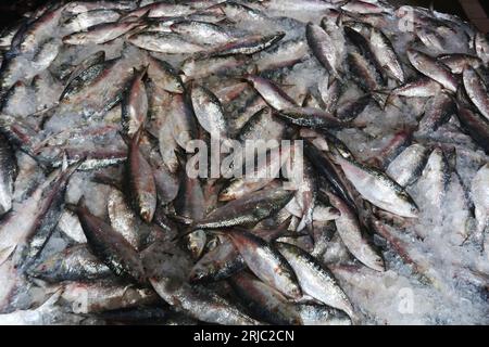 Dhaka, Bangladesh. 22 août 2023. Chandpur poissmarket le plus grand marché de gros de poissons Hilsha au Bangladesh.Hilshas pêchés dans la rivière Meghna. Chandpur, Bangladesh. 22 août 2023. Connu localement sous le nom d'Ilish, le poisson a été désigné comme le poisson national du Bangladesh. Hilsa, toujours une délicatesse particulière dans un ménage bengali est préparée de nombreuses façons différentes. On le trouve dans la baie du Bengale et Padma, Jamuna, Meghna, Karnafully et d'autres rivières côtières du Bangladesh. Photo de Habibur Rahman/ABACAPRESS.COM crédit : Abaca Press/Alamy Live News Banque D'Images