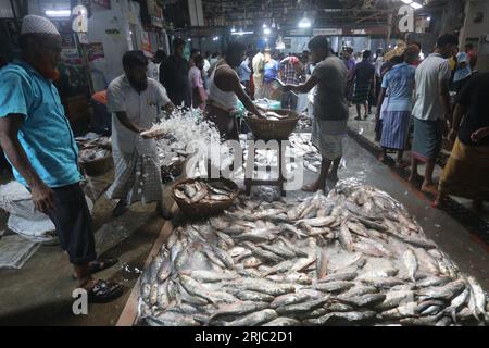 Dhaka, Bangladesh. 22 août 2023. Chandpur poissmarket le plus grand marché de gros de poissons Hilsha au Bangladesh.Hilshas pêchés dans la rivière Meghna. Chandpur, Bangladesh. 22 août 2023. Connu localement sous le nom d'Ilish, le poisson a été désigné comme le poisson national du Bangladesh. Hilsa, toujours une délicatesse particulière dans un ménage bengali est préparée de nombreuses façons différentes. On le trouve dans la baie du Bengale et Padma, Jamuna, Meghna, Karnafully et d'autres rivières côtières du Bangladesh. Photo de Habibur Rahman/ABACAPRESS.COM crédit : Abaca Press/Alamy Live News Banque D'Images