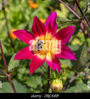 Dahlia à fleurs uniques, Enkelblommig dahlia (Dahlia x hortensis) Banque D'Images