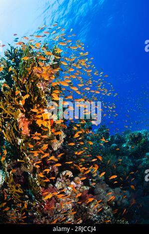 LyRetail anthias (Pseudanthias squamipinnis) avec coraux mous (Dendronephthya sp.). Egypte, Mer Rouge. Banque D'Images