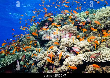 LyRetail anthias (Pseudanthias squamipinnis) avec coraux mous (Dendronephthya sp.). Egypte, Mer Rouge. Banque D'Images