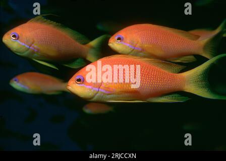Lyretail anthias ou Goldie (Pseudanthias squamipinnis), groupe de femelles. Egypte, Mer Rouge. Banque D'Images