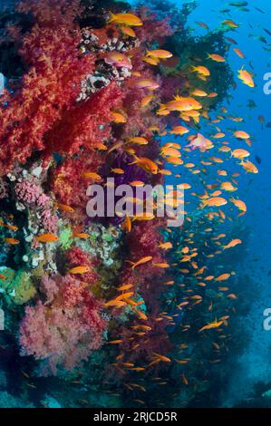 Lyretail anthias ou Goldies (Pseudanthias squamipinnis) sur récif corallien avec coraux mous. Mer Rouge, Égypte. Banque D'Images