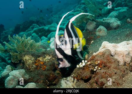 Bannerfish (Heniochus acuminatus). Bali, Indonésie. Banque D'Images