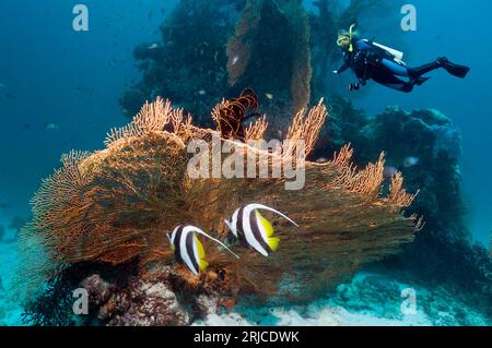 Plongeur avec le poisson-bannerà nageoires longues (Heniochus acuminatus) nageant devant le gorgonien. Mer d'Andaman, Thaïlande. Banque D'Images