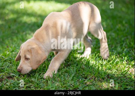 Chien chiot Labrador sentir l'odeur sur le jardin d'herbe verte en plein air Banque D'Images