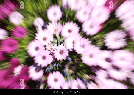 Lumières brillantes et arbustes roses aka marguerites africaines (Osteospermum) brousse avec des lignes floues. Concept abstrait d'art de puissance de fleur pour psychédélique Banque D'Images