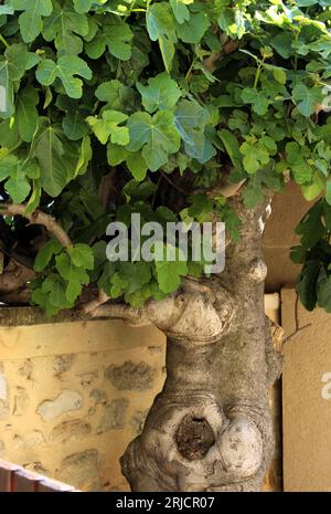 Très vieux figuier pollinisé avec tronc épais, gnardé, avec feuilles au printemps (Châteauneuf-de-gadagne, Vaucluse, Provence, France) Banque D'Images