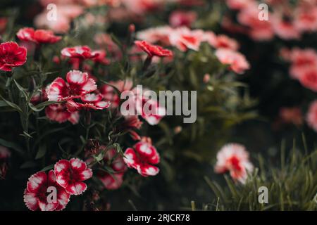 Fleurs roses sauvages automnales poussant dans le jardin. Fond naturel pour cartes postales, affiches à la saison d'automne Banque D'Images