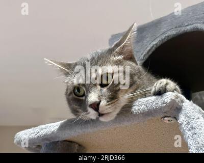 Gros plan Portrait d'un chaton Tabby drôle avec tête suspendue de Cat Tree, yeux larges dans le divertissement sur un fond blanc Banque D'Images