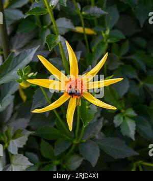 Le dahlia (nom, Honka) dans le jardin dahlia Baden Baden près de la Lichtentaler Allée. Baden Baden, Baden Württemberg, Allemagne Banque D'Images