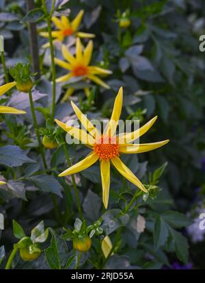 Le dahlia (nom, Honka) dans le jardin dahlia Baden Baden près de la Lichtentaler Allée. Baden Baden, Baden Württemberg, Allemagne Banque D'Images