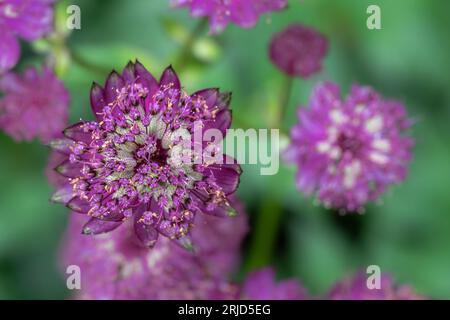 Fleurs de Star of Fire Masterwork (Astrantia Major) Banque D'Images