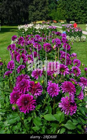 Le dahlia (nom, Thomas A. Edison) dans le jardin du dahlia Baden Baden près de l'allée du lichtentaler.Baden-Baden, Bade-Wurtemberg, Allemagne Banque D'Images