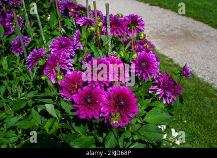 Le dahlia (nom, Thomas A. Edison) dans le jardin du dahlia Baden Baden près de l'allée du lichtentaler.Baden-Baden, Bade-Wurtemberg, Allemagne Banque D'Images