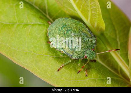 Nymphe verte commune de Shieldbug (Palomena prasina) sur une feuille Banque D'Images