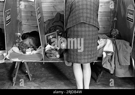 Années 1960 Earls court, Londres, Crufts Dog Show au centre d'exposition Olympia, une femme montrant ses Teckshunds, son sommeil dans son compartiment. Une image de Winston Churchill sur un couvercle de boîte en étain. Earls court, Londres, Angleterre février 1968. HOMER SYKES. Banque D'Images